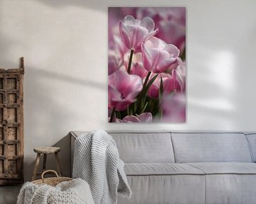 Tulpen von Wilco Schippers