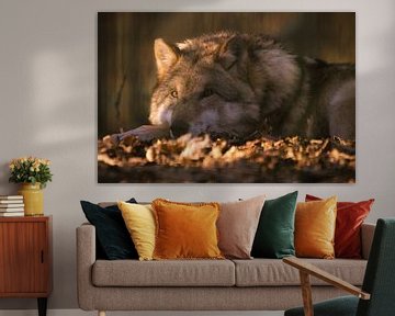 Loup détendu dans la lumière du soir sur Tanja Riedel