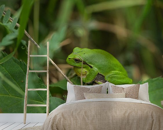 Aperçu de la chambre