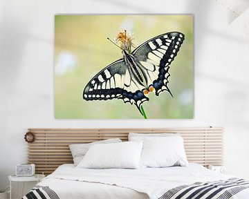 Koninginnenpage (Papilio machaon) vlinder op een bloem van Nature in Stock