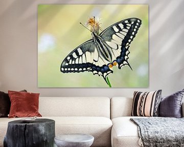Queen butterfly (Papilio machaon) butterfly on a flower by Nature in Stock