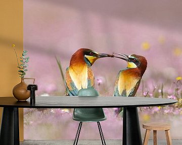 European Bee-eater (Merops apiaster) male offering female a bee by Nature in Stock