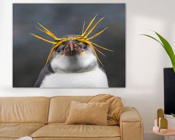 Royal Penguin (Eudyptes schlegeli) genietend van de namiddag. von Beschermingswerk voor aan uw muur