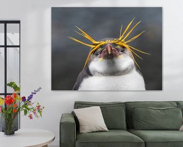 Pingouin royal (Eudyptes schlegeli) profitant de l'après-midi. sur Beschermingswerk voor aan uw muur