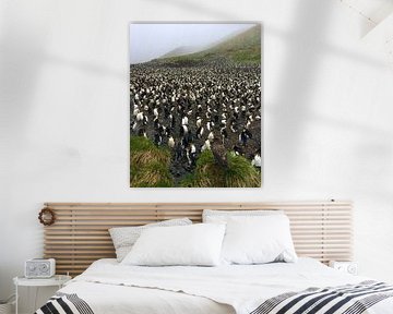 Subantarctic Skua op wacht bij een Royal Penguin kolonie van Beschermingswerk voor aan uw muur