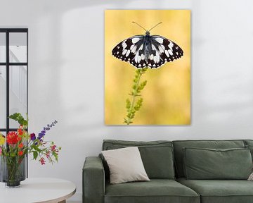 Dambordje (Melanargia galathea) vlinder rustend op een bloem van Nature in Stock