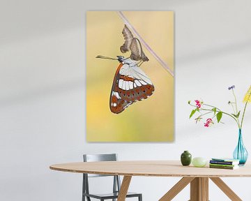 Southern White Admiral (Limenitis reducta) resting on its chrysalis by Nature in Stock