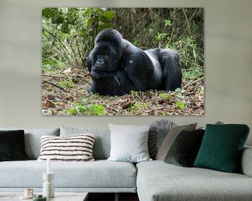 Berggorilla (Gorilla beringei beringei) man rustend in het regenwoud van Nature in Stock