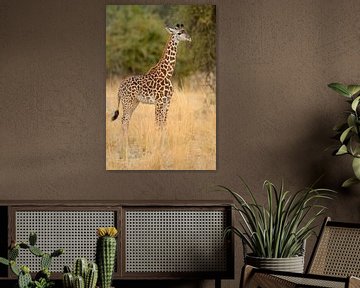 Thornicrofts Giraffe (Giraffa camelopardalis thornicrofti) auf der Savanne stehend von Nature in Stock