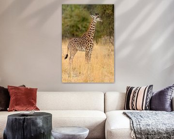 Thornicrofts Giraffe (Giraffa camelopardalis thornicrofti) auf der Savanne stehend von Nature in Stock