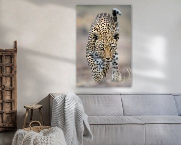 Leopard (Panthera pardus) auf dem Weg zur Kamera von Nature in Stock