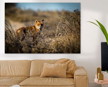 Red fox in winter dune landscape by Marcel Alsemgeest