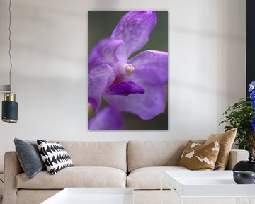 Orchidee van Eric Verhoeven