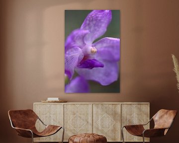 Orchidee van Eric Verhoeven