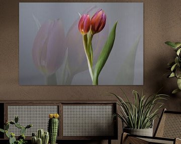 Lente