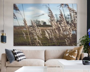 Swaying reed plumes in sunlight by Fotografiecor .nl