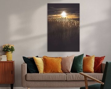 Hintergrundbeleuchtung auf Federn in einem Reedfeld von Fotografiecor .nl