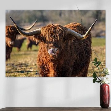 Neugierig aussehende schottische Highlander