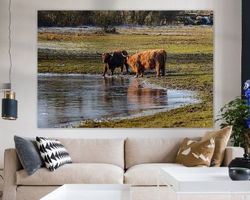 Schottische Kühe entlang dem Wasser an einem sonnigen Wintertag von Fotografiecor .nl