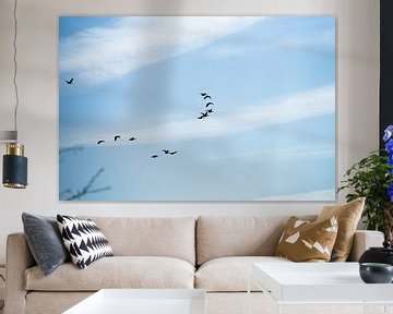 Groep vogels in formatie tegen een blauwe lucht van Fotografiecor .nl