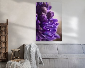 Hyacint  paars van chantal vogelpoel
