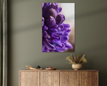 Hyacint  paars von chantal vogelpoel