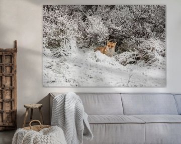 vos in sneeuw van Robin Smit