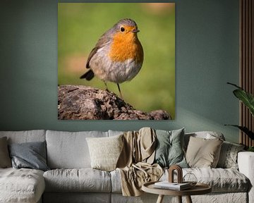 Robin on stone by Tobias Luxberg