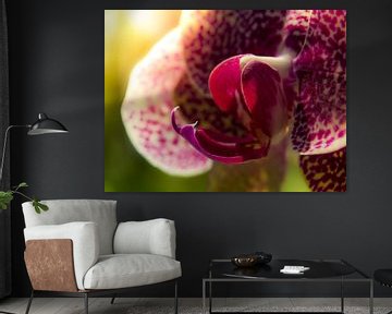 Orchidee / Bloem / Bloemblaadje / Blad / Natuur / Licht  / Roze / Paars / Groen / Close-Up Macro