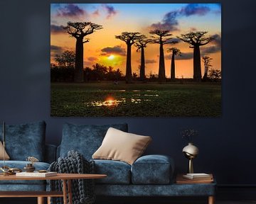 Baobab sunset van Dennis van de Water