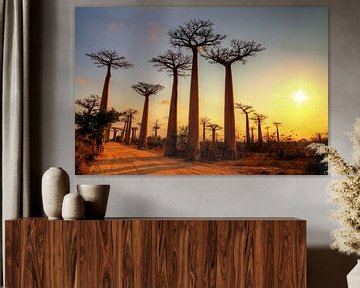 Avenue of the Baobabs tijdens zonsondergang van Dennis van de Water