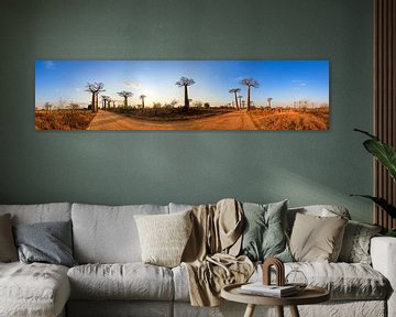 360 panorama Baobabs in Madagaskar van Dennis van de Water