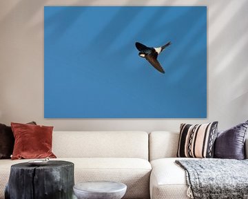 Vliegende Huiszwaluw tegen een blauwe lucht.  van AGAMI Photo Agency
