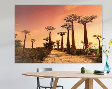 Allée des baobabs Madagaskar van Dennis van de Water