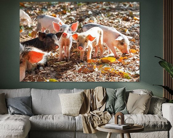 Aperçu de la chambre