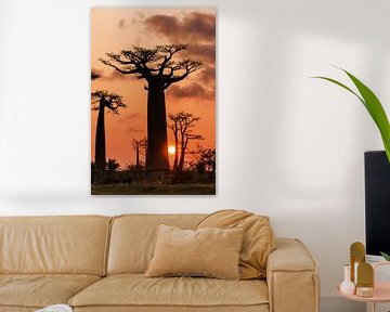 Baobab boom en de zon