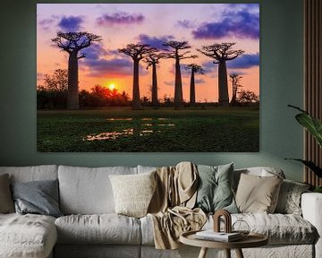 Baobabs aan het einde van de dag von Dennis van de Water