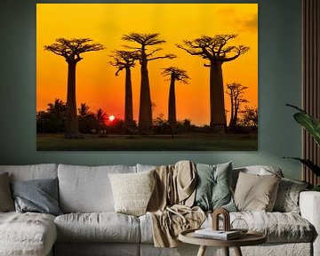 Baobab yellow sunset van Dennis van de Water
