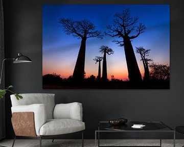 Dark Baobabs von Dennis van de Water