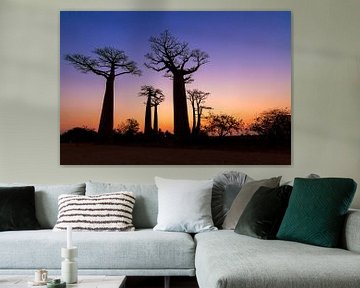 Baobabs tijdens het vallen van de avond van Dennis van de Water