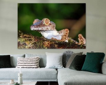 De madagaskarplatstaartgekko