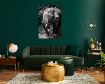 Black and white Sri Lankan elephant by Rebecca Gruppen