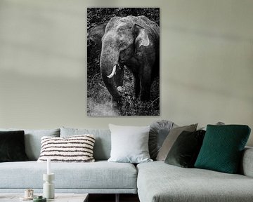 Schwarz / weißer srilankischer Elefant von Rebecca Gruppen