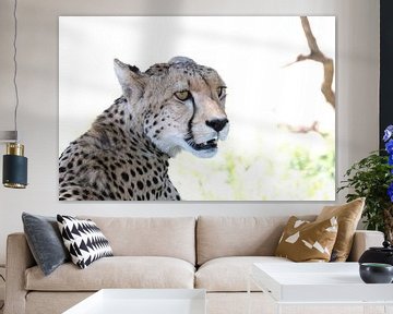 Cheetah/jachtluipaard!