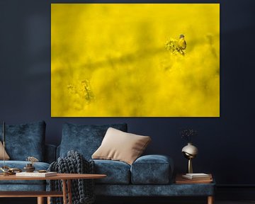 Blue-headed Wagtail in field of yellow flowers by Beschermingswerk voor aan uw muur