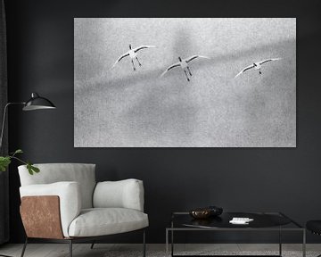 Chinese Kraanvogels vliegend in sneeuwbui van AGAMI Photo Agency