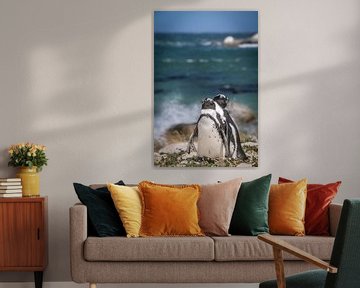 Penguins isolated on colorful and tropical background, wildlife by Original Mostert Photography