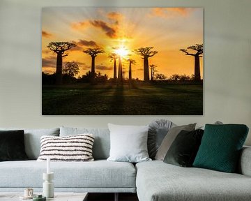Zonnestralen Baobabs sur Dennis van de Water