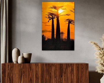 Vertikale Baobabs zonsondergang van Dennis van de Water