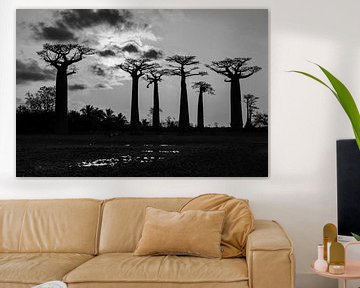 Baobab sunset in zwart-wit van Dennis van de Water